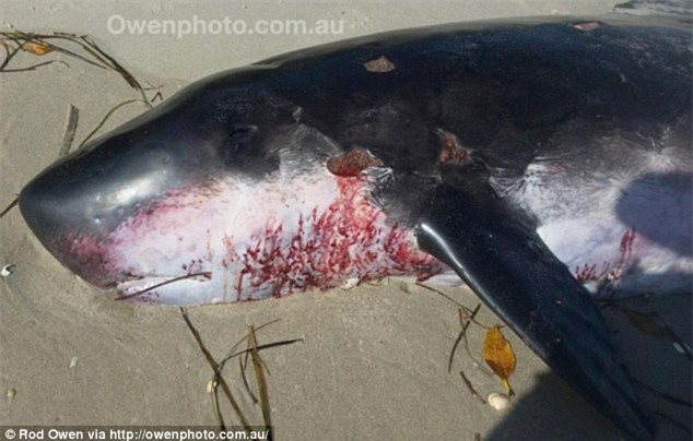 phat hien sinh vat bien bi an trot dat vao australia hinh anh 1