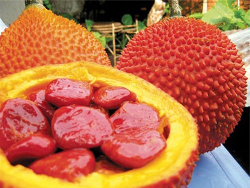 lay dau gac lam son duong, moi luc nao cung hong hao, cang mong ca ngay - 1