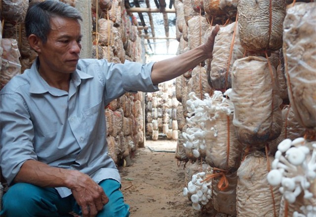Từ người làm thuê trở thành chủ trang trại nấm tiền tỷ - Ảnh 1.