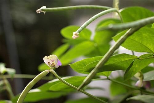 tu lam loai nuoc vua dep da lai giam ngay 3kg/tuan khong can an kieng - 1
