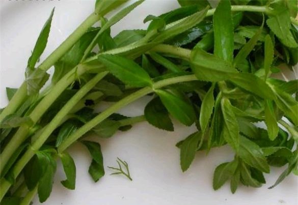 Rau ngổ: Loại rau thơm chữa bách bệnh không phải ai cũng biết - Ảnh 2.