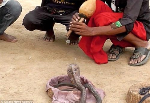 ran ho mang co mat cuoi o sau dau la chua tung thay hinh anh 2