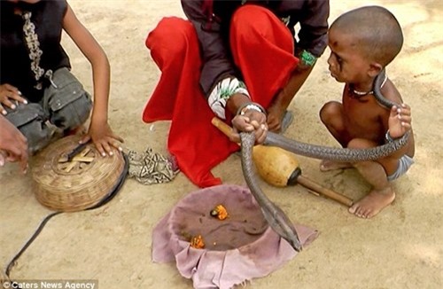 ran ho mang co mat cuoi o sau dau la chua tung thay hinh anh 3