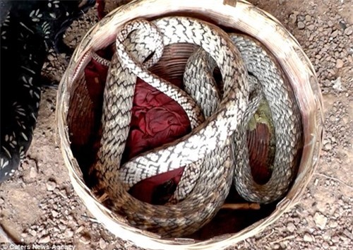 ran ho mang co mat cuoi o sau dau la chua tung thay hinh anh 4