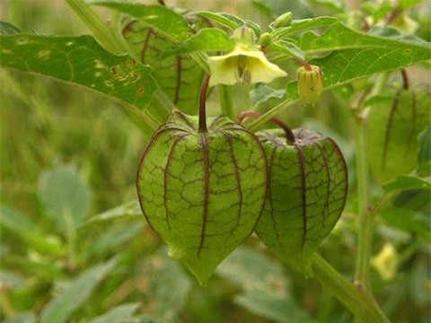 Chữa tiểu đường, dạ dày, viêm họng bằng cây dại rất hiệu quả - Ảnh 2.