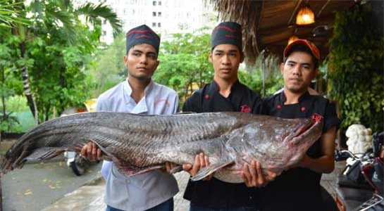 cá khủng, cá khủng 200 triệu, cá khủng sông mê kông