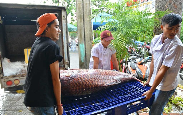 cá khủng, cá khủng 200 triệu, cá khủng sông mê kông