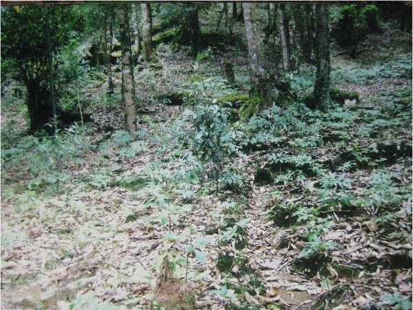 sâm Ngọc Linh, sâm quý, săn lùng sâm ngọc linh, vườn sâm, kho báu, gia sản, Quảng Nam, Trà My, tỷ phú sâm, đại gia nông dân