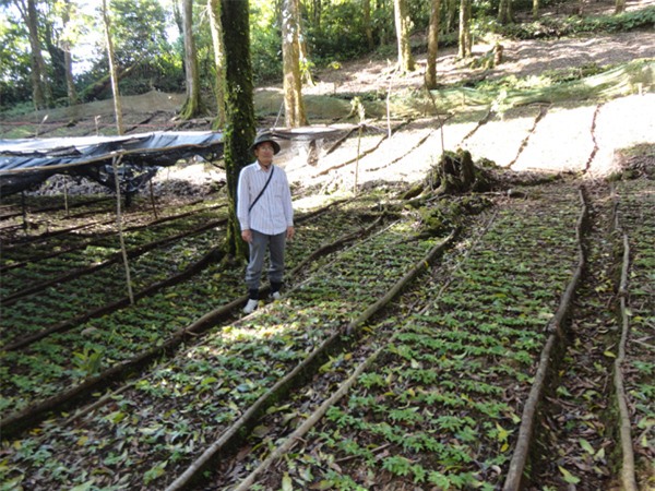 sâm Ngọc Linh, sâm quý, săn lùng sâm ngọc linh, vườn sâm, kho báu, gia sản, Quảng Nam, Trà My, tỷ phú sâm, đại gia nông dân