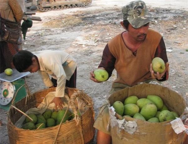 xoài nhập lậu, xoài việt nam, xuất khẩu xoài