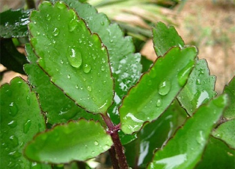 Cây sống đời: Dược liệu tuyệt vời trị bách bệnh không phải ai cũng biết - Ảnh 1.