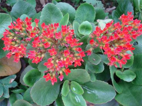 Cây sống đời: Dược liệu tuyệt vời trị bách bệnh không phải ai cũng biết - Ảnh 2.