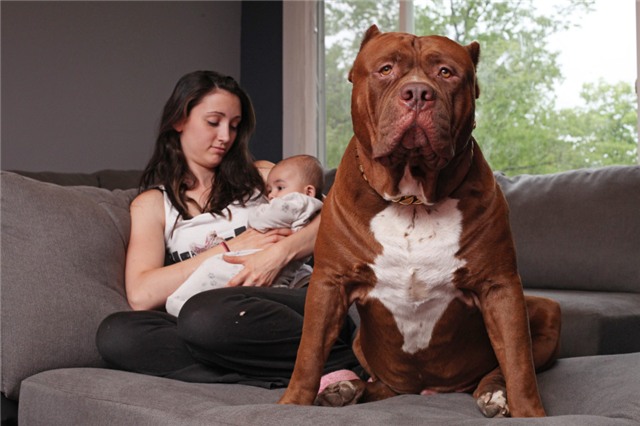 cap vo chong tre de cho pitbull 76kg trong con 3 thang tuoi hinh anh 3