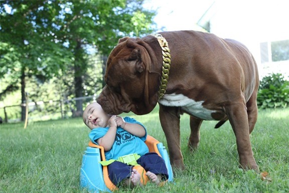 cap vo chong tre de cho pitbull 76kg trong con 3 thang tuoi hinh anh 4