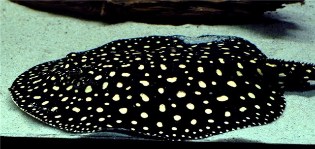 top 4 loai sieu ca canh dat nhat the gioi hinh anh 3