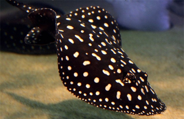 top 4 loai sieu ca canh dat nhat the gioi hinh anh 4