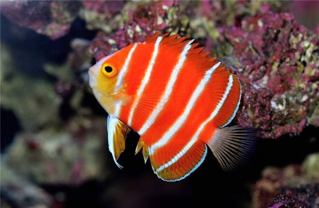 top 4 loai sieu ca canh dat nhat the gioi hinh anh 6