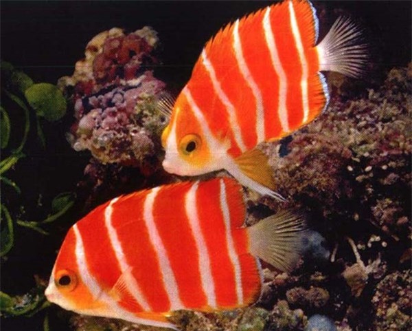 top 4 loai sieu ca canh dat nhat the gioi hinh anh 7