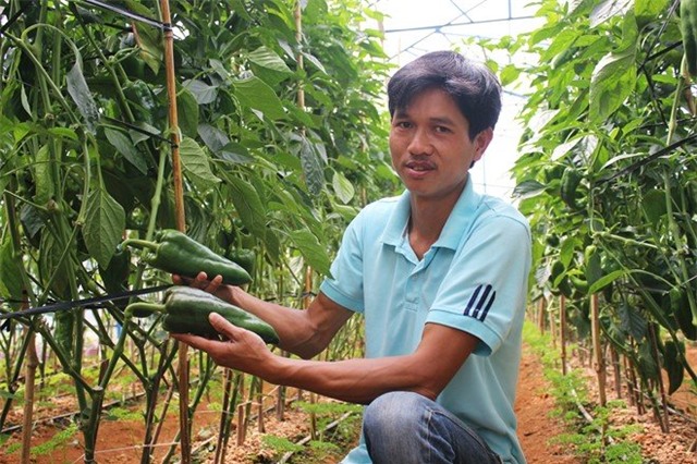 bà nội trợ, săn lùng, giống ớt khổng lồ, nhà vườn, Đà Lạt, gieo trồng, trồng cây, vườn cây, hoa quả, trái cây