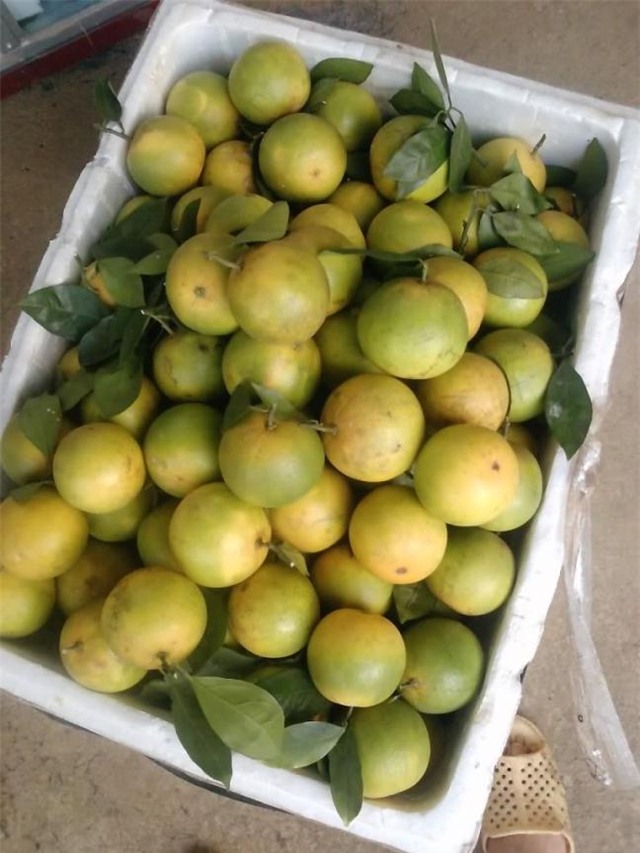 Cam Tàu, đội lốt, cam Cao Phong, cách phân biệt, Hòa Bình, Trung Quốc, cam Trung Quốc, Long Biên, hoa quả, trái cây