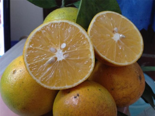 Cam Tàu, đội lốt, cam Cao Phong, cách phân biệt, Hòa Bình, Trung Quốc, cam Trung Quốc, Long Biên, hoa quả, trái cây