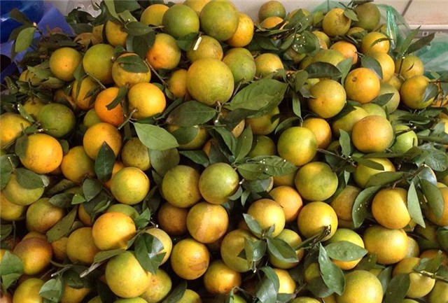 cam cao phong, cam vinh, cam sành, cao xoàn, cam trung quốc, cam bóc vỏ trung quốc, cam việt nam, cách nhận biết cam việt nam