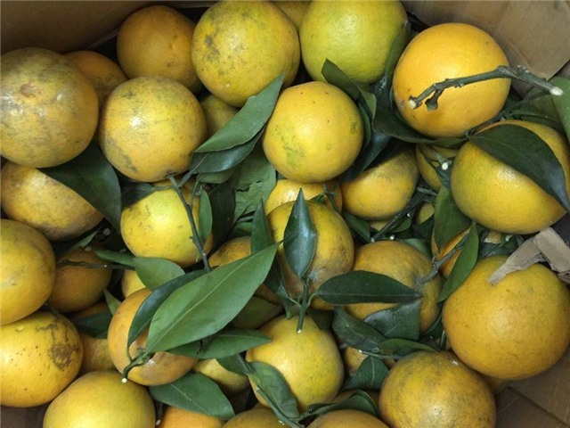 cam cao phong, cam vinh, cam sành, cao xoàn, cam trung quốc, cam bóc vỏ trung quốc, cam việt nam, cách nhận biết cam việt nam