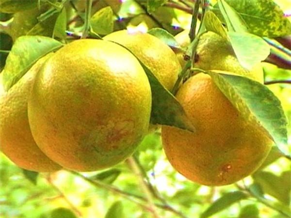 cam cao phong, cam vinh, cam sành, cao xoàn, cam trung quốc, cam bóc vỏ trung quốc, cam việt nam, cách nhận biết cam việt nam