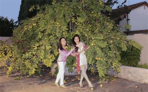 danh hài việt hương, việt hương