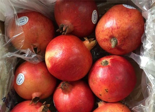 lựu khổng lồ, lựu ai cập, lựu trung quốc, lựu khổng lồ ai cập, hà thành