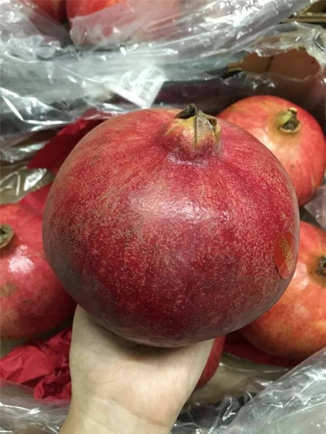 lựu khổng lồ, lựu ai cập, lựu trung quốc, lựu khổng lồ ai cập, hà thành