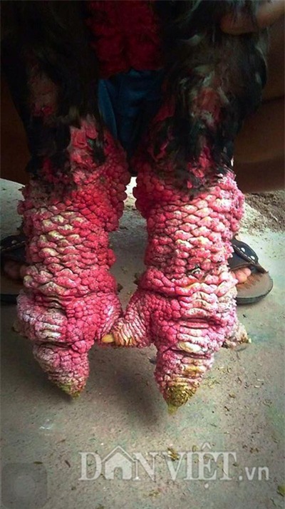 chu ga dong tao dua nhau san “hang doc” phục vụ dai gia bieu tet hinh anh 2