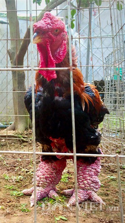 chu ga dong tao dua nhau san “hang doc” phục vụ dai gia bieu tet hinh anh 3