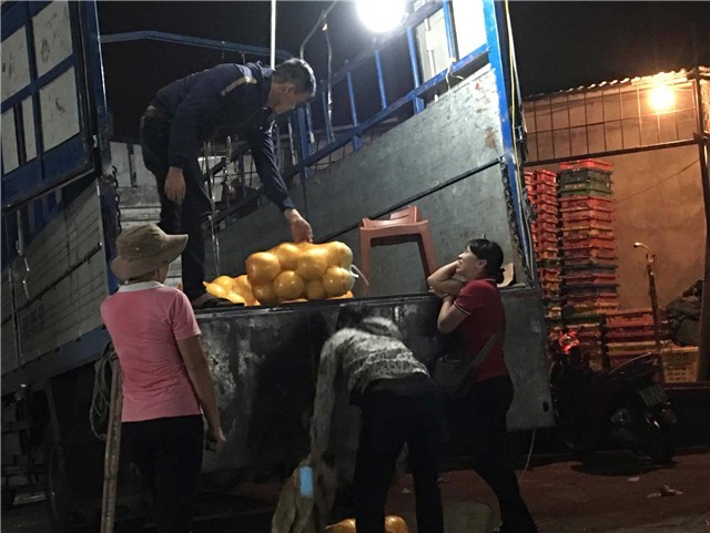 bưởi trung quốc, bưởi lạ vàng bóng, bưởi vàng bóng, bưởi việt nam