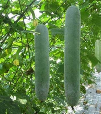 Image result for bí đao