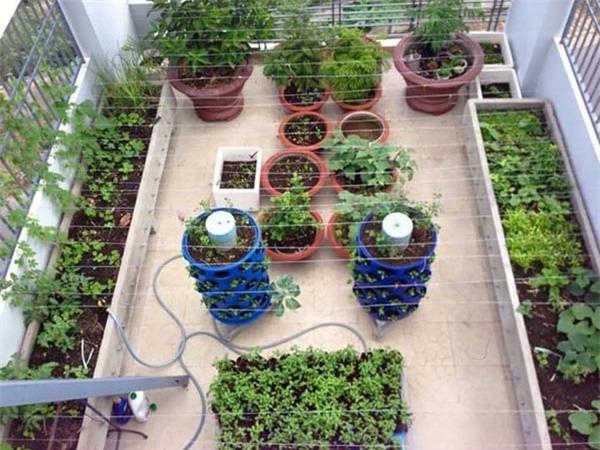 Chàng trai, bỏ mức lương mơ ước, bỏ việc, trồng rau, rau sạch, vườn rau, thùng xốp, chậu nhựa, ban công