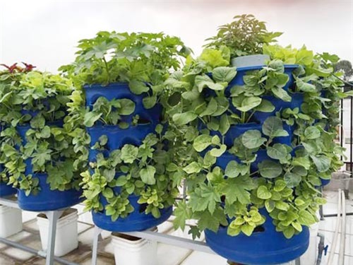 Chàng trai, bỏ mức lương mơ ước, bỏ việc, trồng rau, rau sạch, vườn rau, thùng xốp, chậu nhựa, ban công