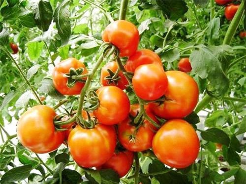 Chàng trai, bỏ mức lương mơ ước, bỏ việc, trồng rau, rau sạch, vườn rau, thùng xốp, chậu nhựa, ban công