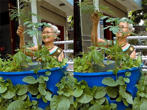 Chàng trai, bỏ mức lương mơ ước, bỏ việc, trồng rau, rau sạch, vườn rau, thùng xốp, chậu nhựa, ban công