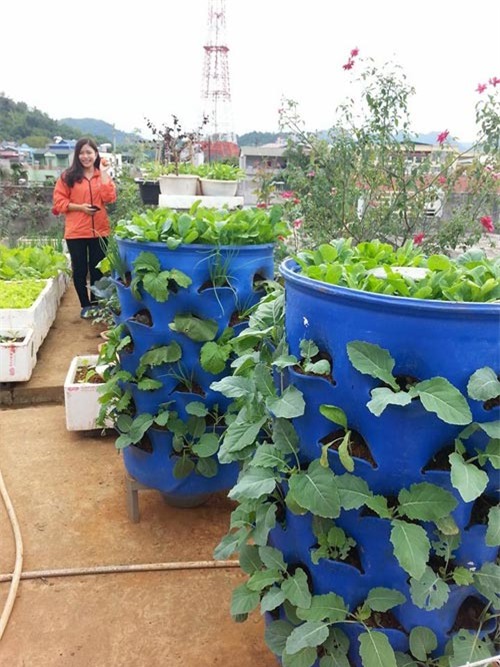 Chàng trai, bỏ mức lương mơ ước, bỏ việc, trồng rau, rau sạch, vườn rau, thùng xốp, chậu nhựa, ban công