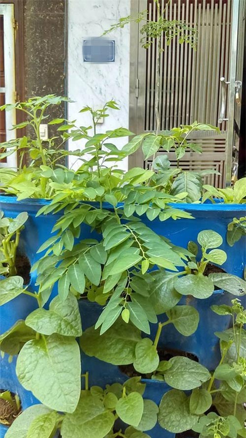 Chàng trai, bỏ mức lương mơ ước, bỏ việc, trồng rau, rau sạch, vườn rau, thùng xốp, chậu nhựa, ban công