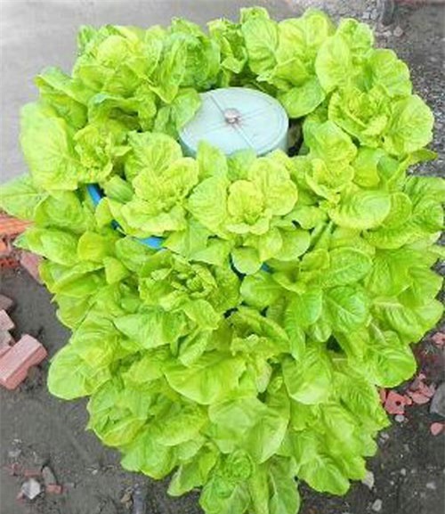 Chàng trai, bỏ mức lương mơ ước, bỏ việc, trồng rau, rau sạch, vườn rau, thùng xốp, chậu nhựa, ban công