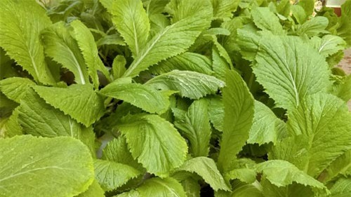 Chàng trai, bỏ mức lương mơ ước, bỏ việc, trồng rau, rau sạch, vườn rau, thùng xốp, chậu nhựa, ban công