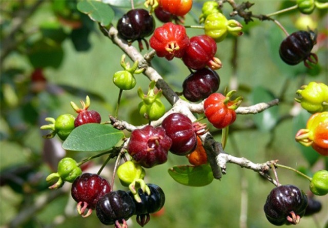 Trái anh đào 8 múi đen là loại quả được ưa chuộng vì vẻ đẹp độc đáo và hương vị thơm ngon. Xem hình ảnh để khám phá những hình ảnh tuyệt đẹp về trái anh đào này và học cách sử dụng chúng trong ẩm thực.