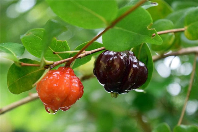 me tit nhung trai anh dao 8 mui den tham cuc la hinh anh 4