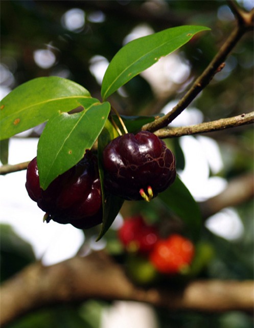 me tit nhung trai anh dao 8 mui den tham cuc la hinh anh 5