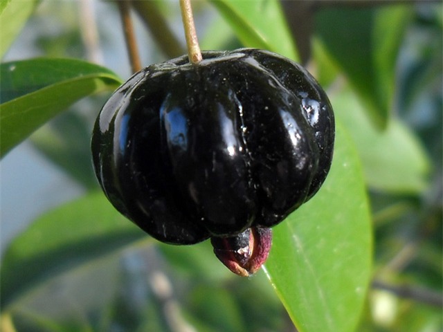 me tit nhung trai anh dao 8 mui den tham cuc la hinh anh 7