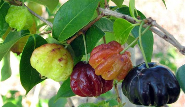 me tit nhung trai anh dao 8 mui den tham cuc la hinh anh 8