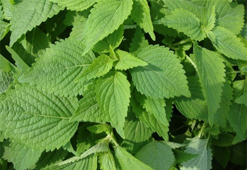 tri mun don gian chi 10 ngan dong voi loai rau o cho nao cung co ban - 2