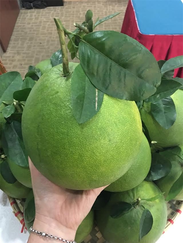 vải thiều, cam lục ngạn, bưởi lục ngạn, dân lục ngạn thu tiền tỷ